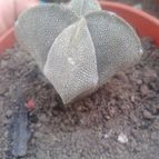 Collecion de zingara