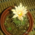Collecion de zingara