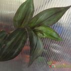 Collecion de zingara