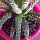Collecion de zingara