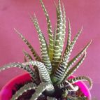Collecion de zingara