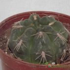 Collecion de zingara