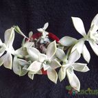 Collecion de zingara