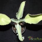 Collecion de zingara