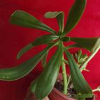 Collecion de zingara