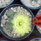 Arecactus
