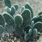cactusdemetal