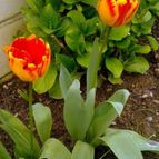 jardindepaloma