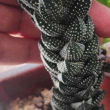 Una foto de Haworthia coarctata