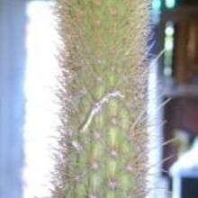 A photo of Bergerocactus emoryi