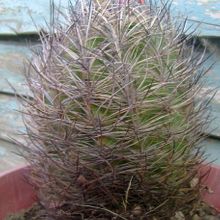 A photo of Eriosyce bulbocalyx