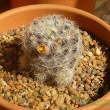 A photo of Mammillaria prolifera ssp. haitiensis