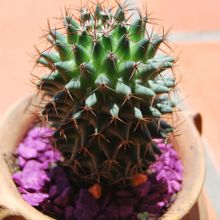 Una foto de Mammillaria polythele ssp. durispina