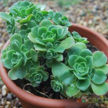 Aeonium haworthii