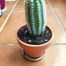 Photo of a cactus currently being identified