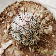 A photo of Coryphantha pulleineana