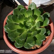 Photo of a cactus currently being identified