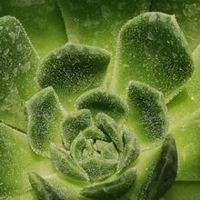 Photo of a cactus currently being identified