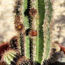 Una foto de Echinopsis cv. HAKU-JO MARU