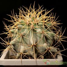 Una foto de Ferocactus glaucescens