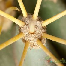 A photo of Ferocactus glaucescens