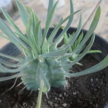 A photo of Euphorbia pulvinata 