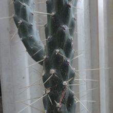 Una foto de Austrocylindropuntia subulata subsp. exaltata