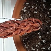 A photo of Haworthia coarctata var. adelaidensis