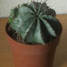 Una foto de Euphorbia pulvinata 