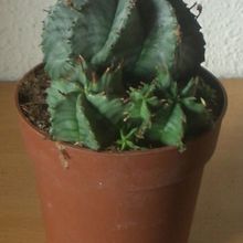 Una foto de Euphorbia pulvinata 