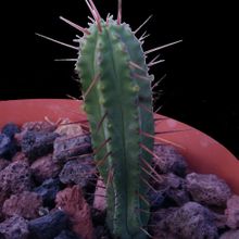 A photo of Euphorbia enopla