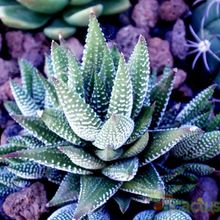 Una foto de Haworthia attenuata fma. Tanba