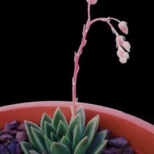 Una foto de Echeveria agavoides 