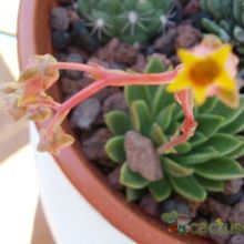 Una foto de Echeveria agavoides 