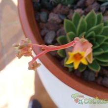 Una foto de Echeveria agavoides 