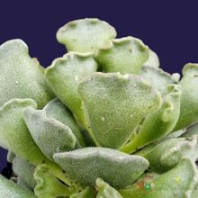 Una foto de Adromischus cristatus