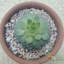 A photo of Sempervivum calcareum