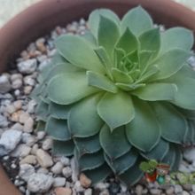 A photo of Sempervivum calcareum