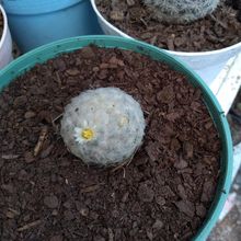 A photo of Mammillaria plumosa