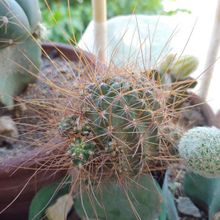 A photo of Echinopsis maximiliana