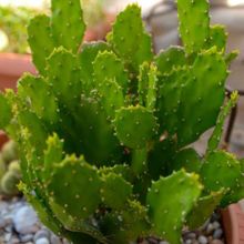 Una foto de Brasiliopuntia brasiliensis