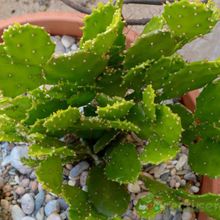 Una foto de Brasiliopuntia brasiliensis