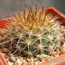 Una foto de Eriosyce chilensis