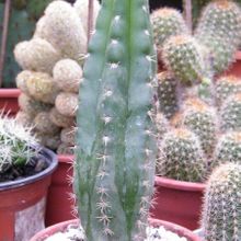 A photo of Echinopsis pachanoi