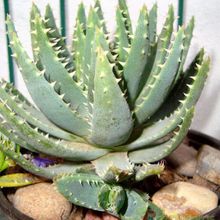 Una foto de Aloe brevifolia