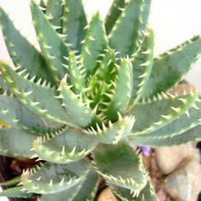 Una foto de Aloe brevifolia