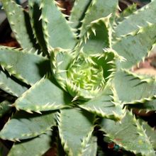 Una foto de Aloe brevifolia