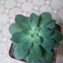 Foto de un cactus que se está identificando actualmente