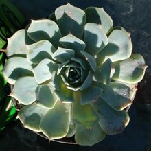 Foto de un cactus que se está identificando actualmente
