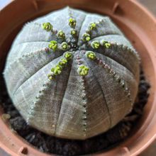 A photo of Euphorbia obesa subsp. symmetrica